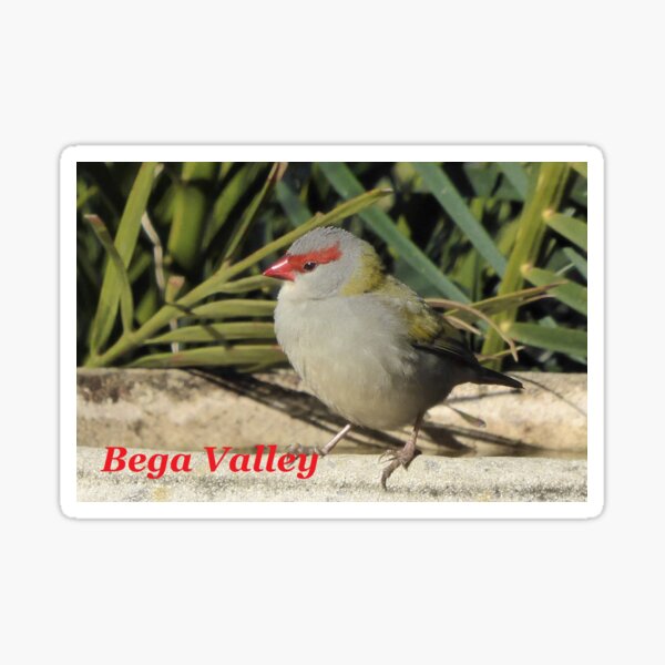 Item preview, Red Browed Finch. NSW, Australia designed and sold by CobargoInfo.