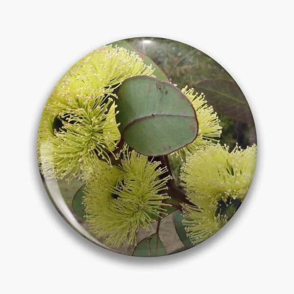 Item preview, Eucalyptus blossoms, NSW, Australia designed and sold by Cobargo South Coast.