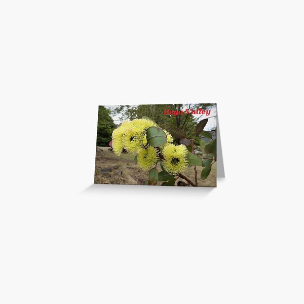 Item preview, Eucalyptus blossoms, NSW, Australia designed and sold by CobargoInfo.