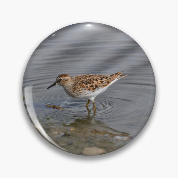 Item preview, Least Sandpiper makes ripples in the pond designed and sold by birdsofthePNW.