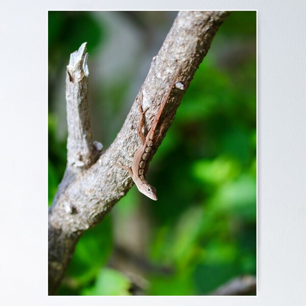 Item preview, Brown Anole designed and sold by Emmaline Jones.