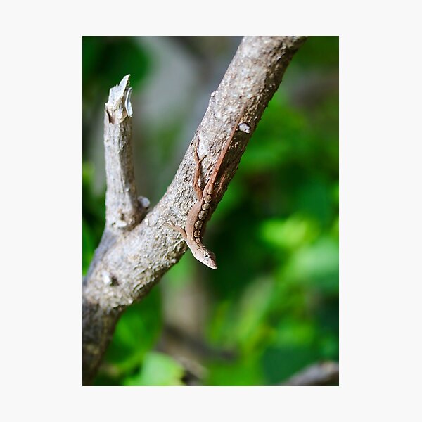 Item preview, Brown Anole designed and sold by Emmaline Jones.