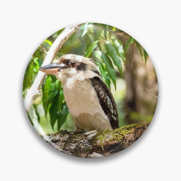 Item preview, Another Kookaburra Photograph designed and sold by Peter Hocking.