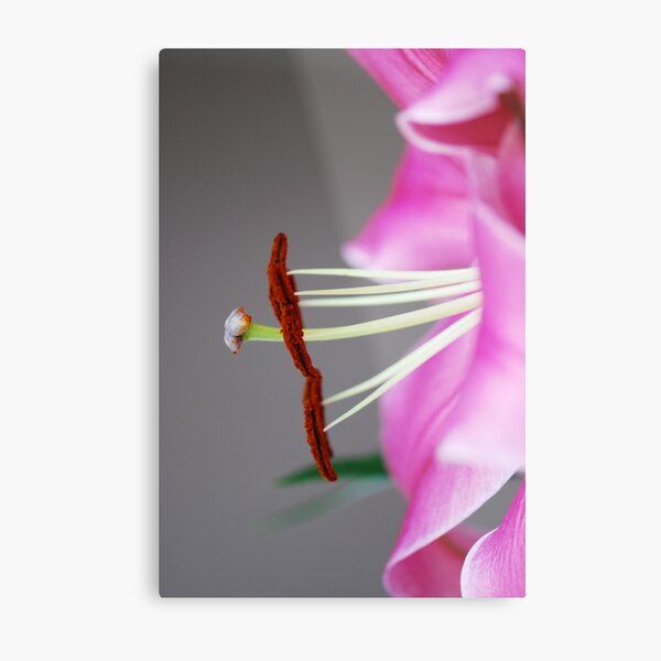 Pretty in Pink Metal Print