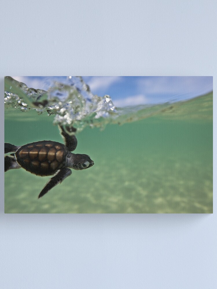 Alternate view of Baby surfing ninja turtle Canvas Print