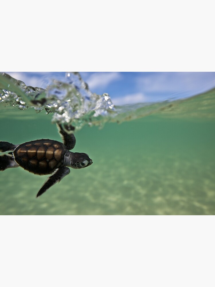 Baby surfing ninja turtle by DavidWachenfeld