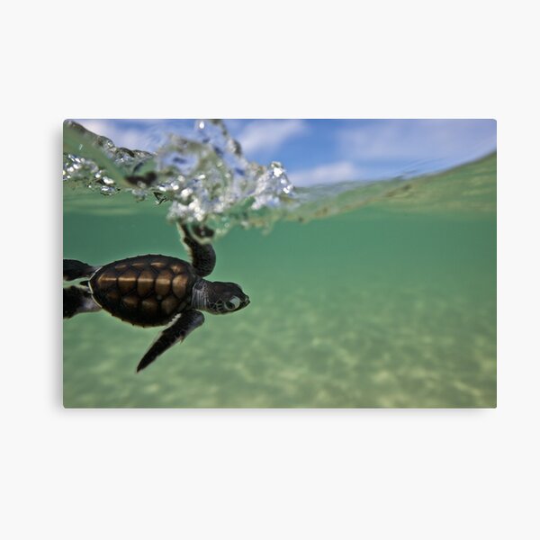 Item preview, Baby surfing ninja turtle designed and sold by David Wachenfeld.