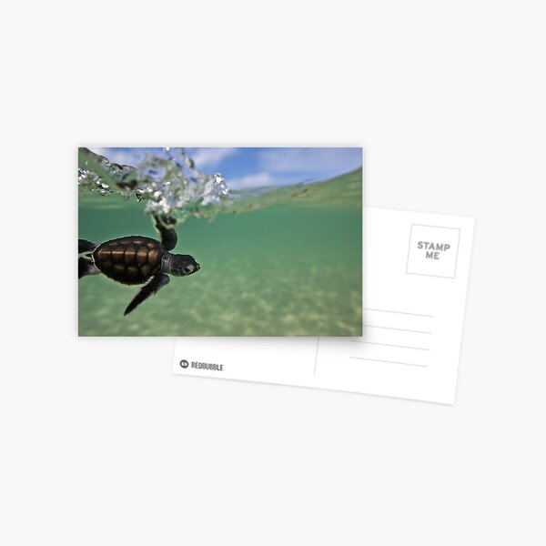 Baby surfing ninja turtle Postcard