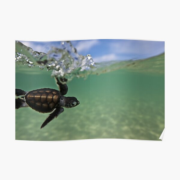 Baby surfing ninja turtle Poster