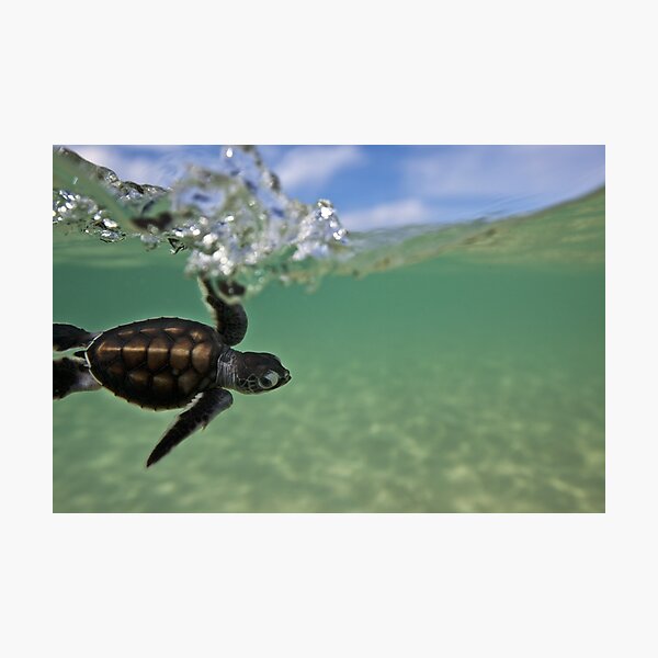 Baby surfing ninja turtle Photographic Print