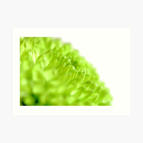Bright lime chrysanthemum Art Print