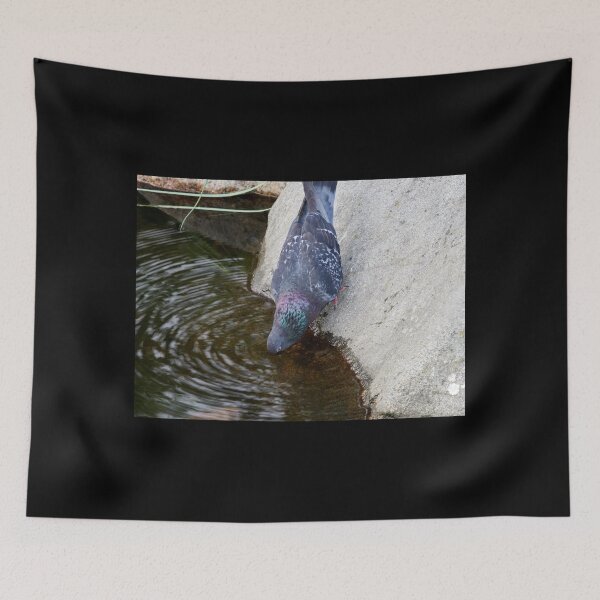 Item preview, Thirsty. Domestic pigeon designed and sold by Jouko Lehto Photography.