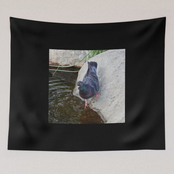 Item preview, Is it cold or not. Domestic pigeon designed and sold by Jouko Lehto Photography.
