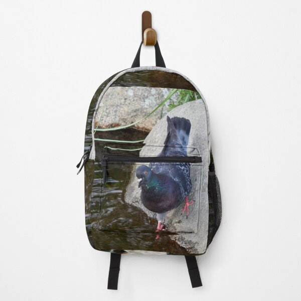 Item preview, Is it cold or not. Domestic pigeon designed and sold by Jouko Lehto Photography.