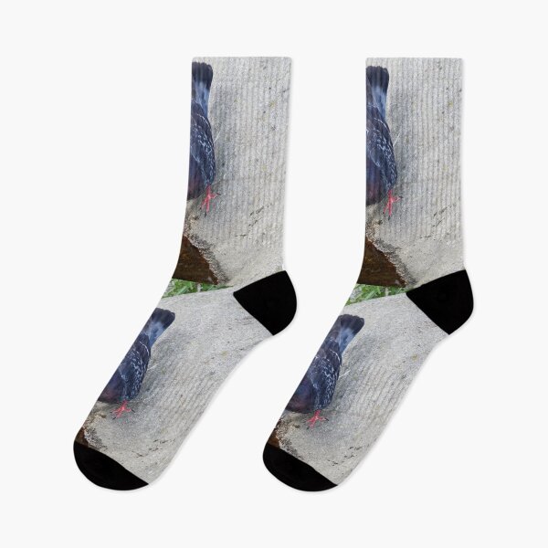Item preview, Is it cold or not. Domestic pigeon designed and sold by Jouko Lehto Photography.