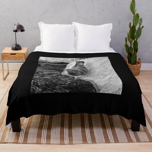 Item preview, Is it cold or not. Domestic pigeon bw designed and sold by Jouko Lehto Photography.