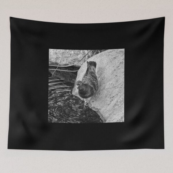 Item preview, Is it cold or not. Domestic pigeon bw designed and sold by Jouko Lehto Photography.