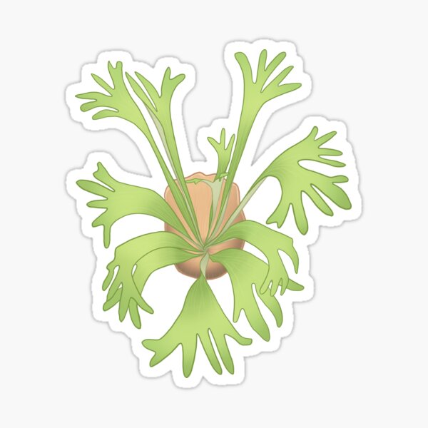 staghorn fern - platycerium bifurcatum Sticker