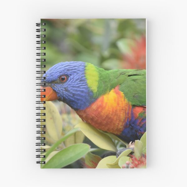 Item preview, Rainbow Lorikeet  designed and sold by TsPhotographyQ.