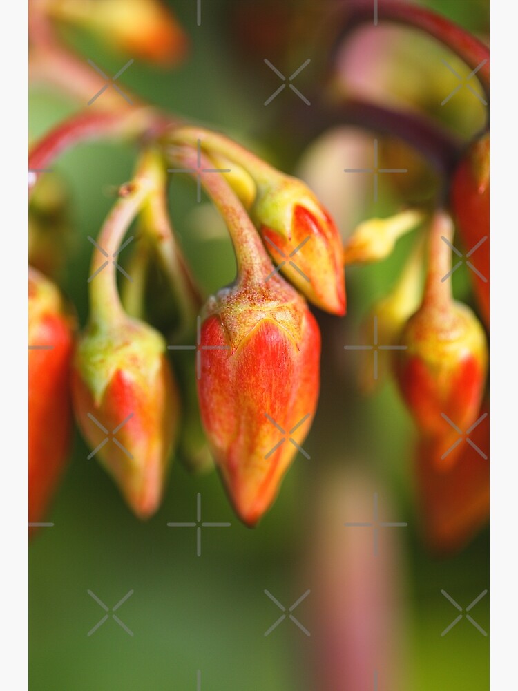 "Cactus Blooms Variety Pigs Ear " Poster for Sale by bubbleblue Redbubble