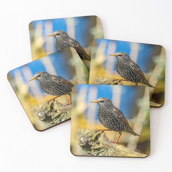 Item preview, A much underestimated bird the Starling designed and sold by Dalyndigital Photography.