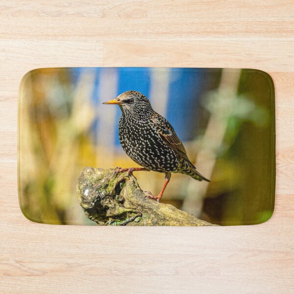 Item preview, A much underestimated bird the Starling designed and sold by Dalyndigital Photography.