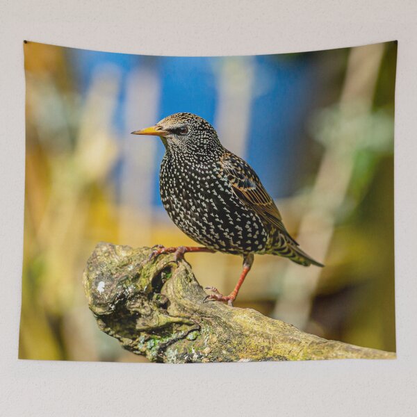 Item preview, A much underestimated bird the Starling designed and sold by Dalyndigital Photography.