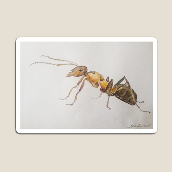Ants Magnet