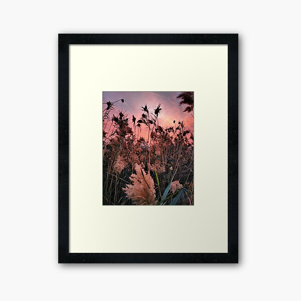 Common reed by the salt lake Framed Art Print