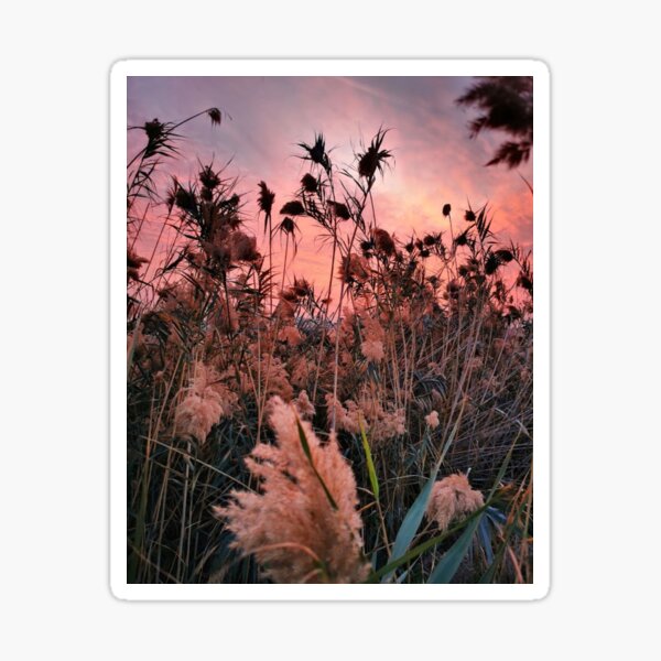 Common reed by the salt lake Sticker