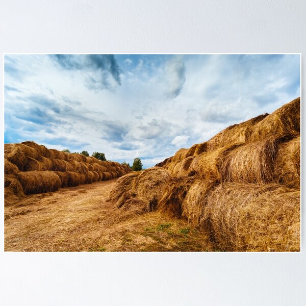 Item preview, Hay bales on the field after harvest designed and sold by dariazu.