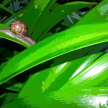 Artwork thumbnail, Snail by Roz-Design