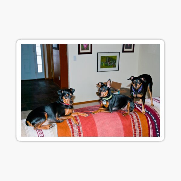 It's so hard to get the kids to look at the camera Sticker