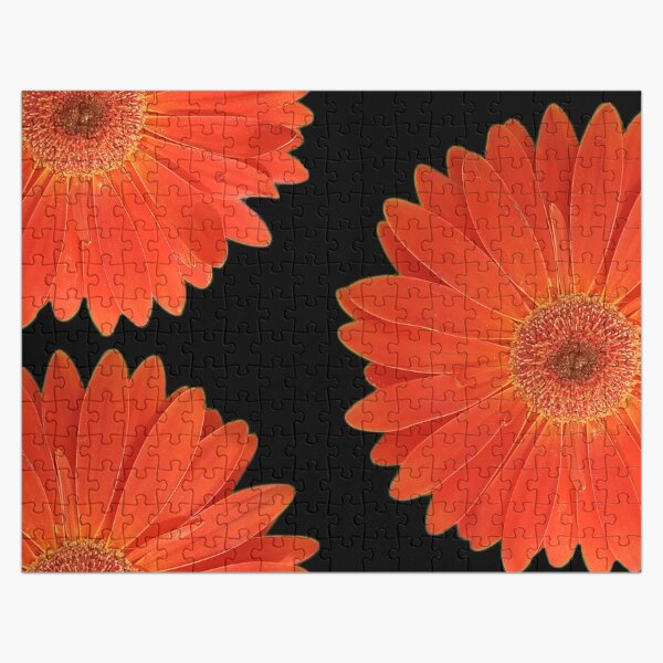 Vibrant Orange Gerbera Daisies in a black background. Vibrant orange flowers Jigsaw Puzzle