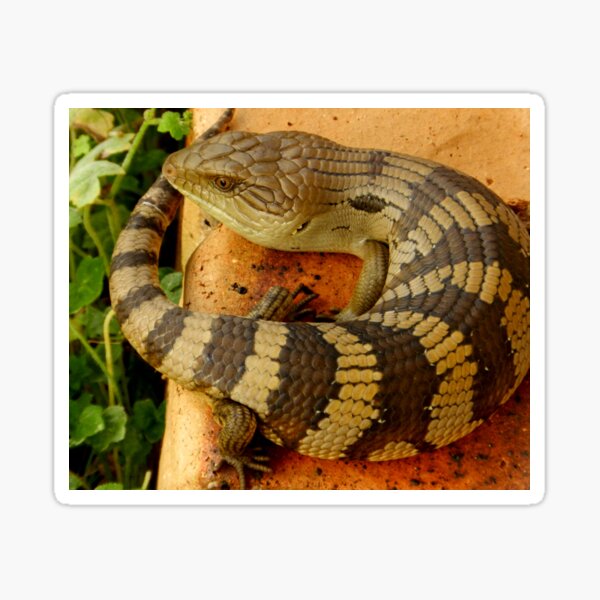 Item preview, Australian Blue Tongue Lizard designed and sold by sandysartstudio.