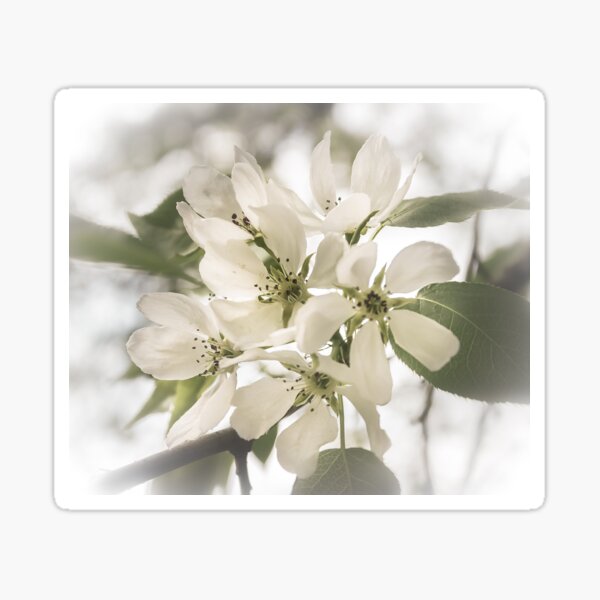 Item preview, Apple blossoms b&w designed and sold by Svetlana Korneliuk.