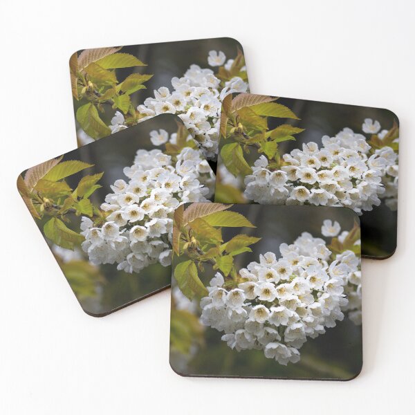 Item preview, Japanese Cherry blossom in a shaft of light designed and sold by Violaman.