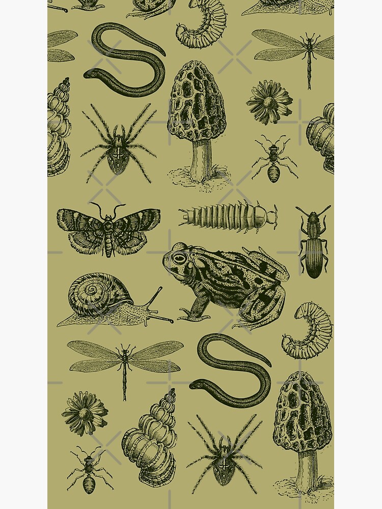 American Spiders Tab Vintage Natural History Illustration 