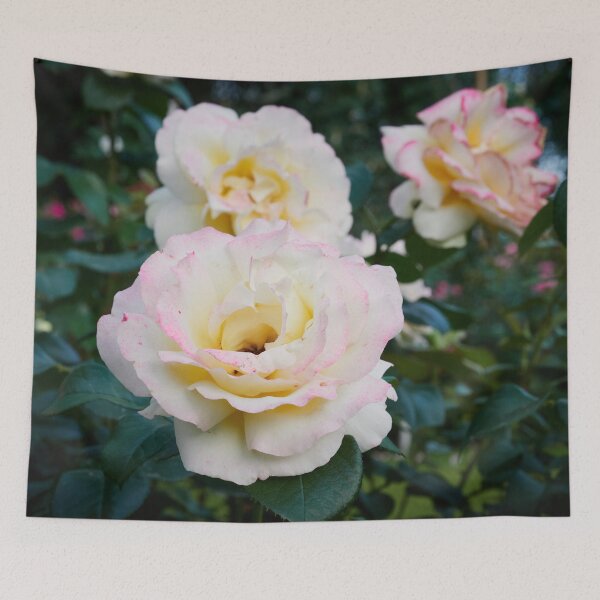 Item preview, Just blushing a bit. Rose designed and sold by Jouko Lehto Photography.