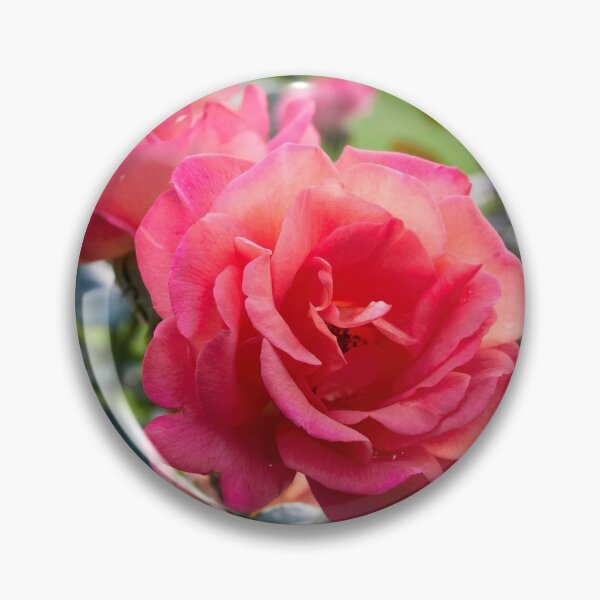 Item preview, Deep pink on the green fields. Rose designed and sold by Jouko Lehto Photography.
