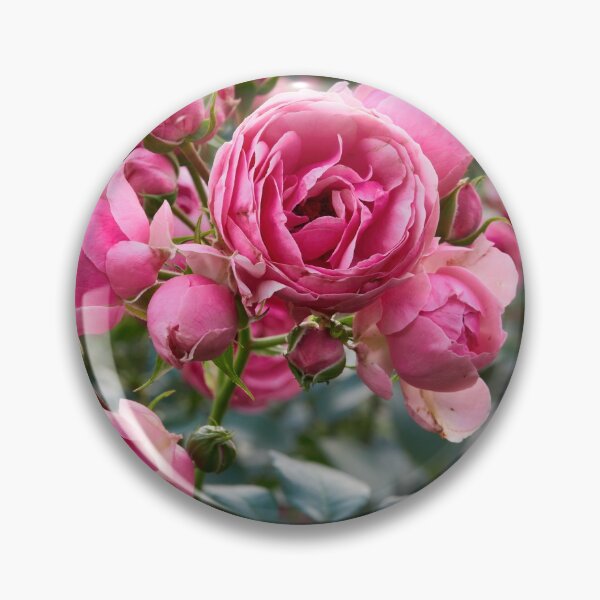 Item preview, Candy pink blossoms. Rose designed and sold by Jouko Lehto Photography.