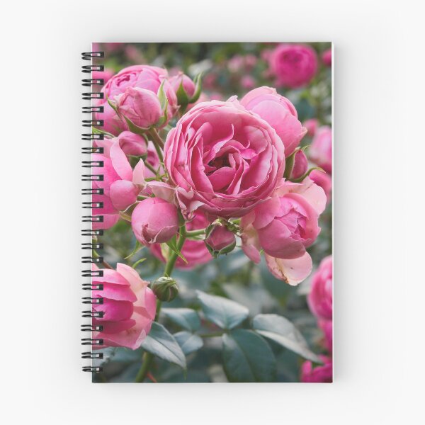 Item preview, Candy pink blossoms. Rose designed and sold by Jouko Lehto Photography.
