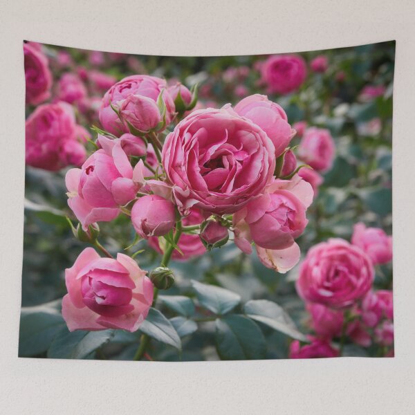 Item preview, Candy pink blossoms. Rose designed and sold by Jouko Lehto Photography.