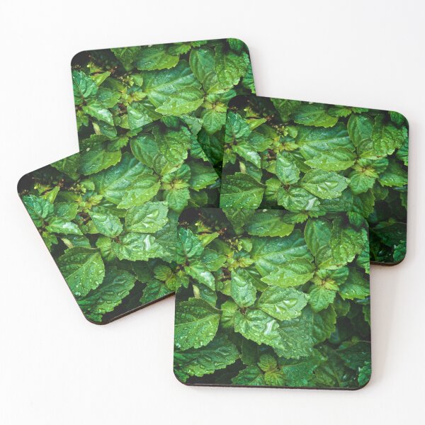 Item preview, looking down at Pogostemon cablin patchouli plant wet from morning rain designed and sold by Stephen Orsillo.