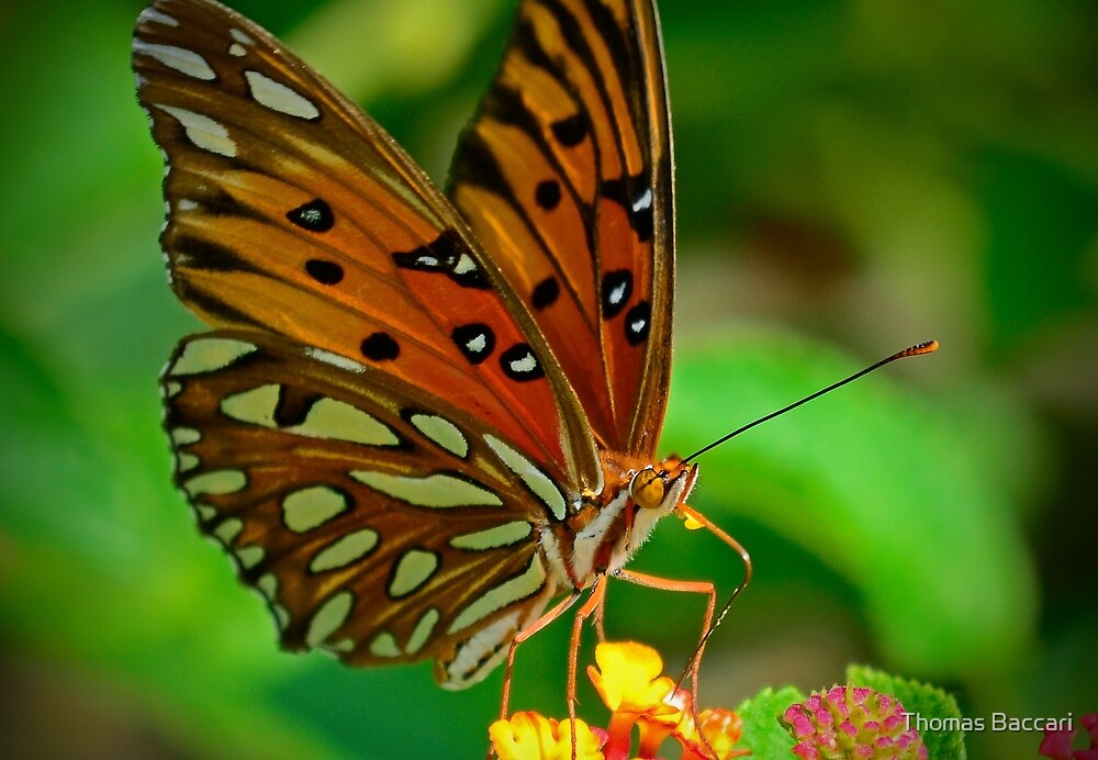 "Butterfly Close Up" by TJ Baccari Photography Redbubble