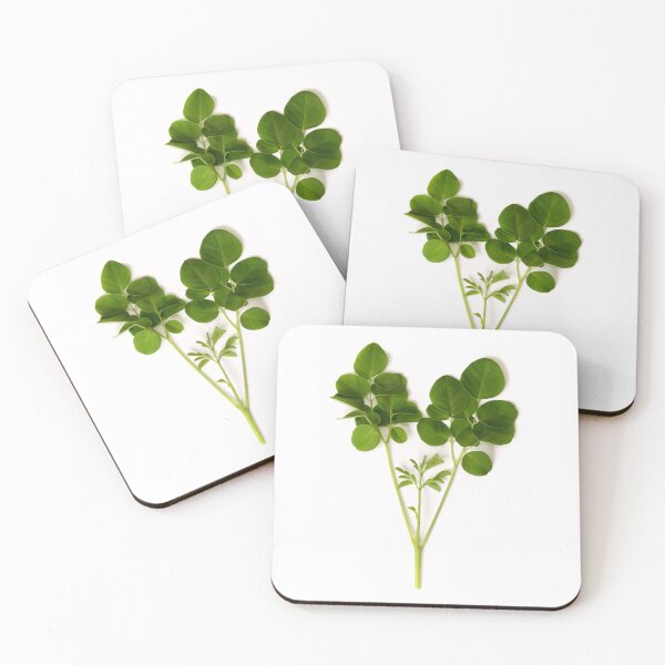 Item preview, beautiful leafed branch of moringa tree over white designed and sold by Stephen Orsillo.