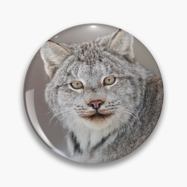Artikelvorschau, Kanada Luchs entworfen und verkauft von mlorenz.