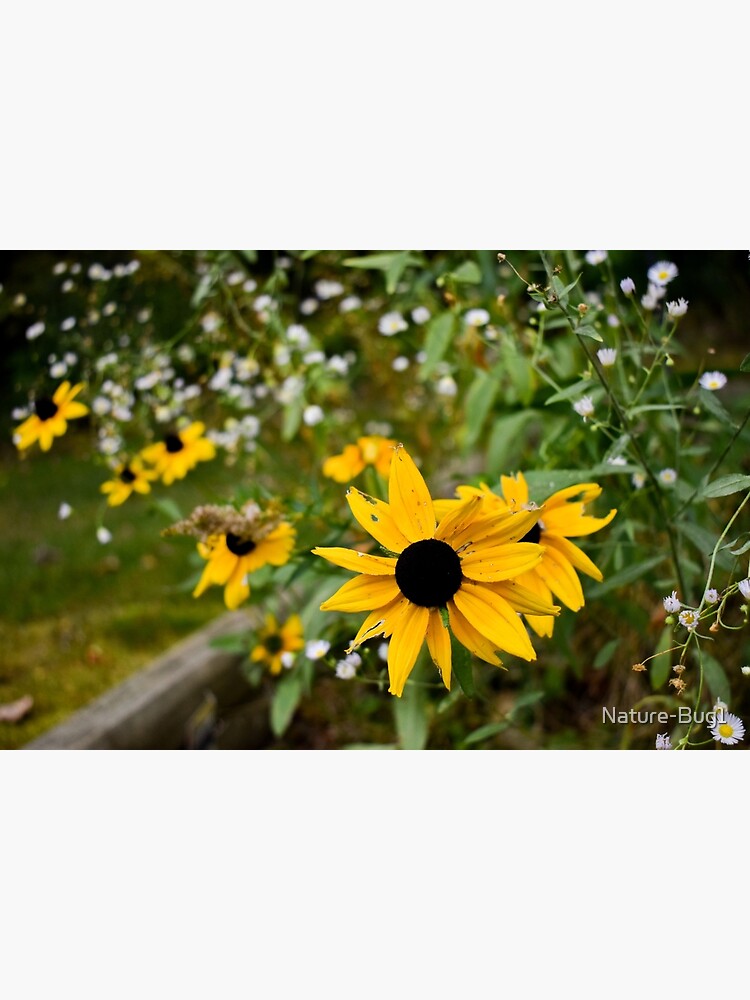 "Black Eye Susans" Poster for Sale by NatureBug1 Redbubble