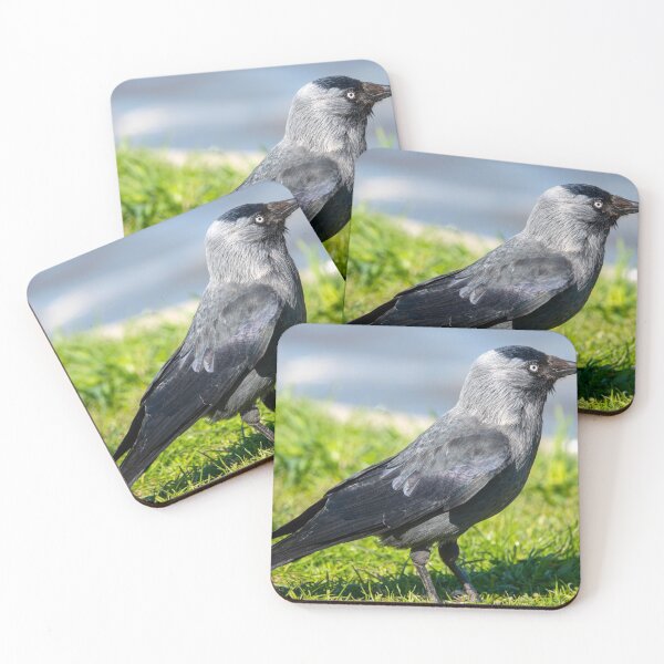 Item preview, Western jackdaw designed and sold by troianifabrizio.