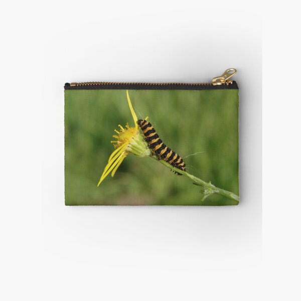 Item preview, Cinnabar Moth Caterpillar On Ragwort designed and sold by Adrian Wale.